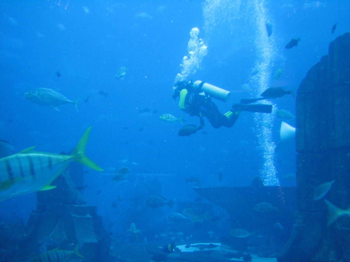 Diver inside the Dubai Aquarium at The Dubai Mall